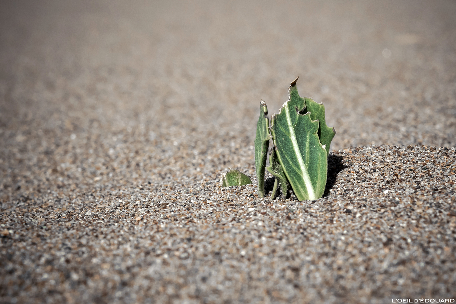Jeune pousse de plante à travers le sable du désert du Maroc © L\'Oeil d\'Édouard - Tous droits réservés
