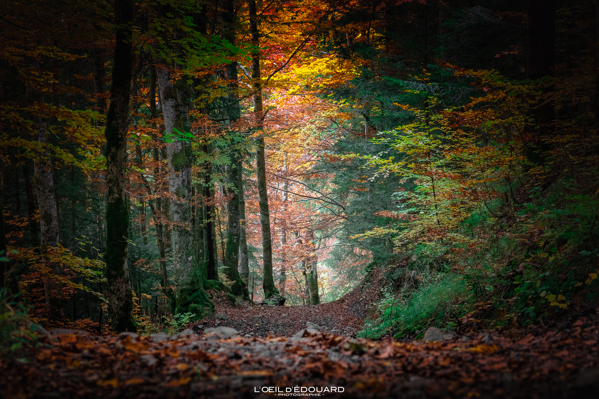 Chemin de randonnée dans les sous-bois à l\\\'automne, Massif des Bauges © L\\\'Oeil d\\\'Édouard - Tous droits réservés